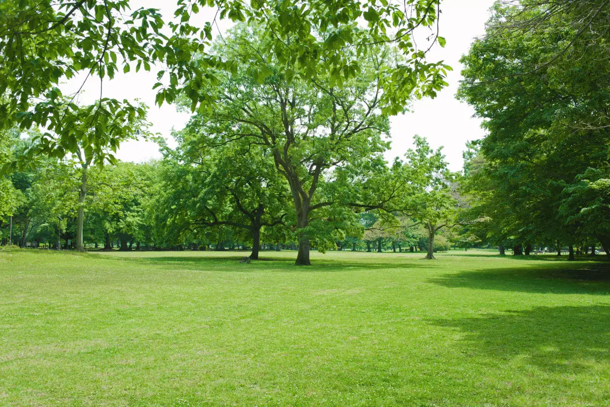 Sunny park with lush green trees and grass.