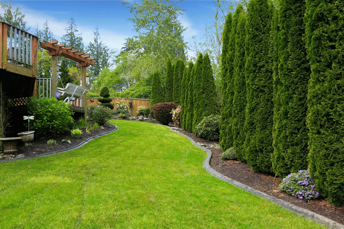 mowed backyard lawn