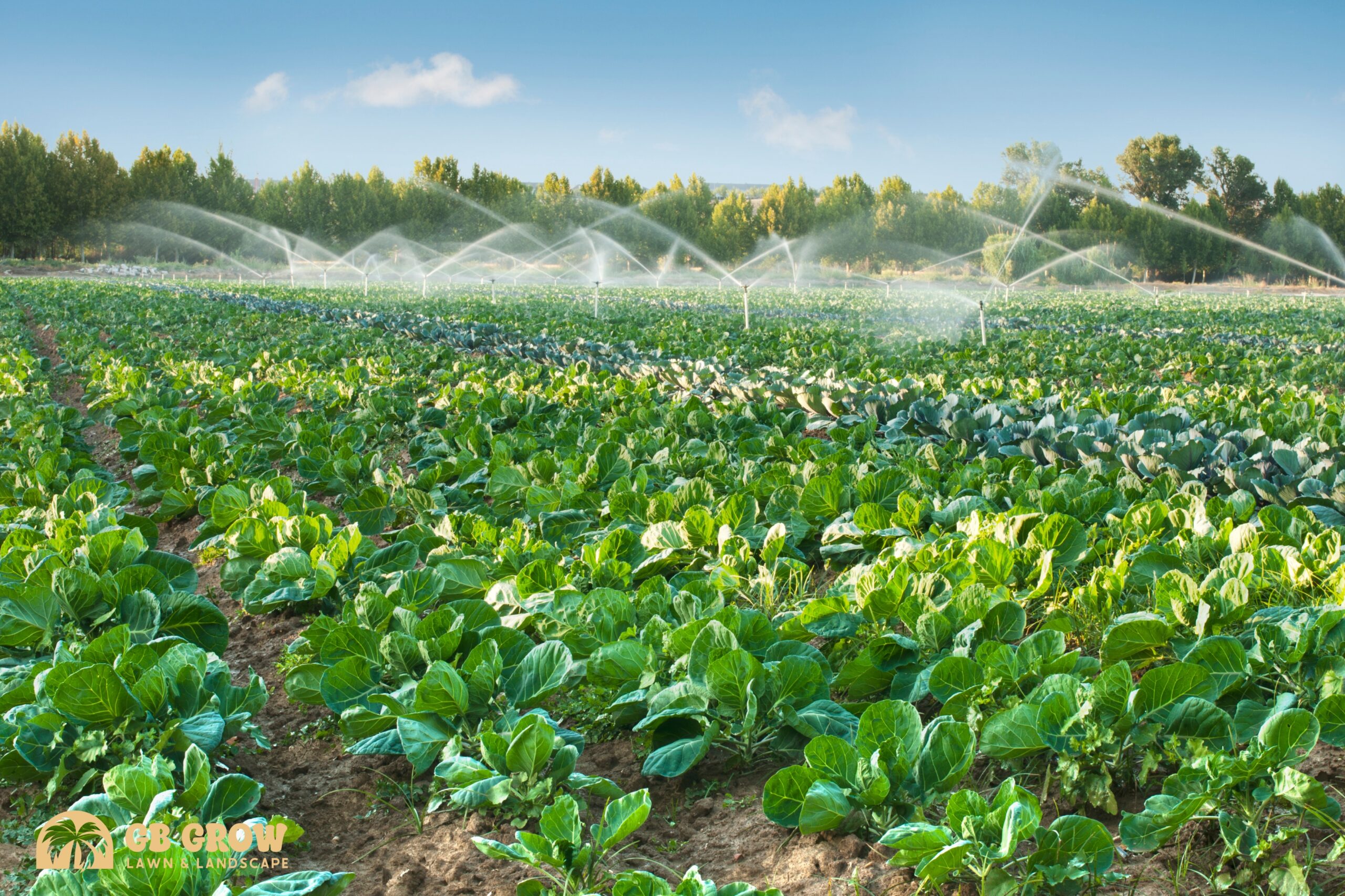 irrigation