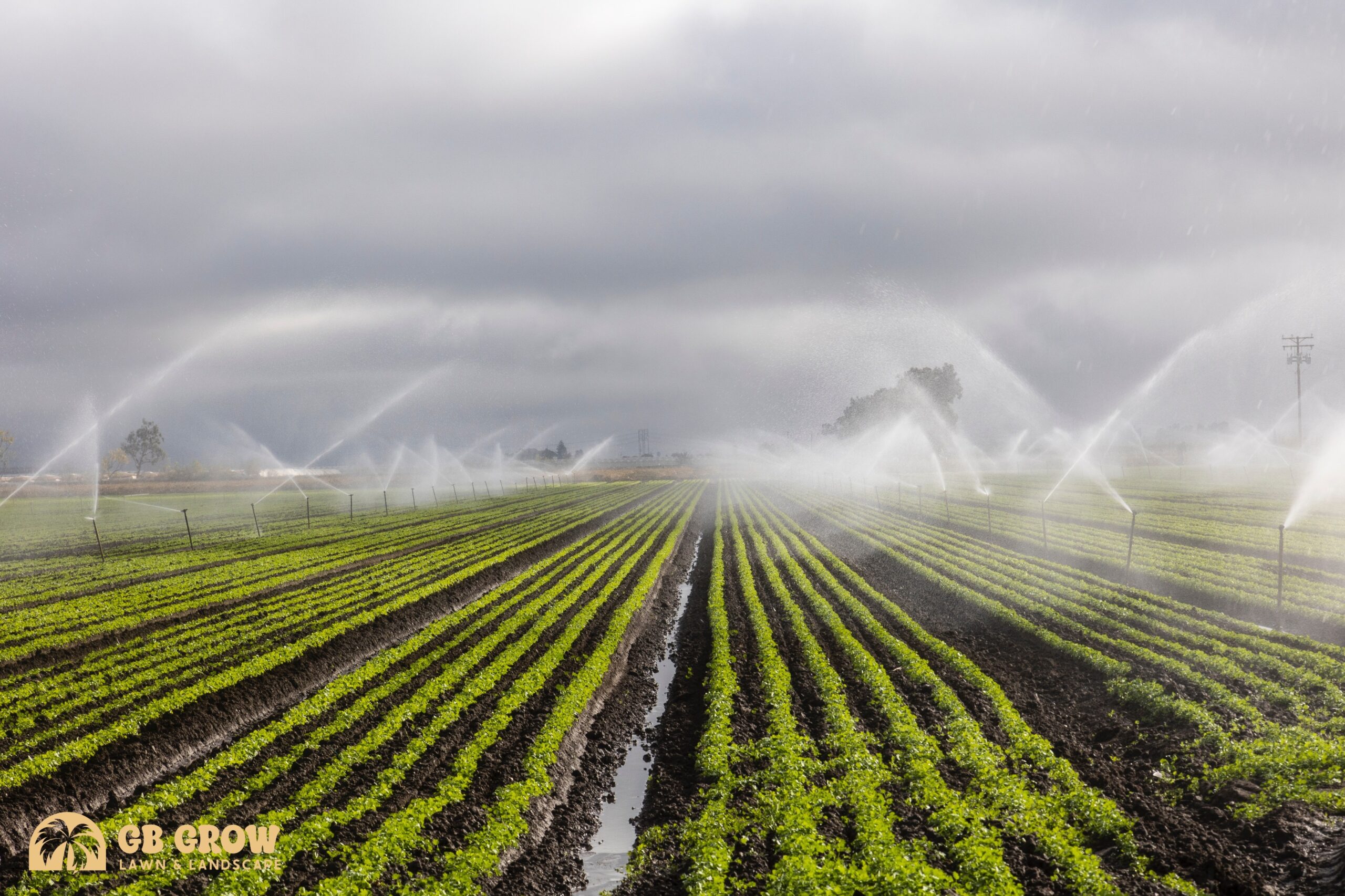 irrigation
