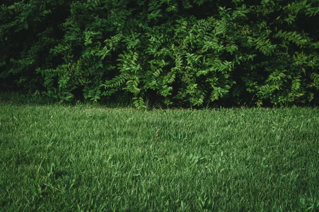 A vibrant green lawn in front of a dark lush hedge, perfect for landscaping inspiration.