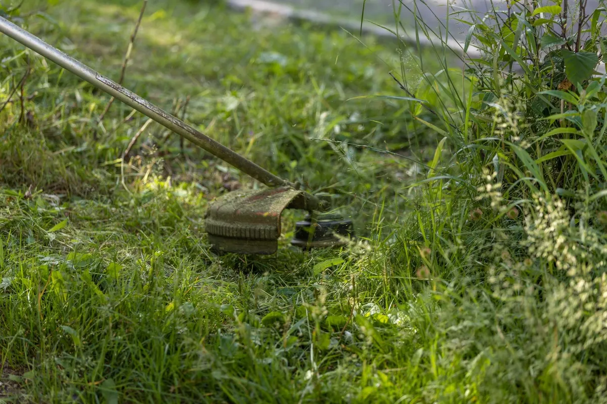 A grass trimmer is cutting a vibrant green lawn under a bright sun, perfect for lawn care tips.