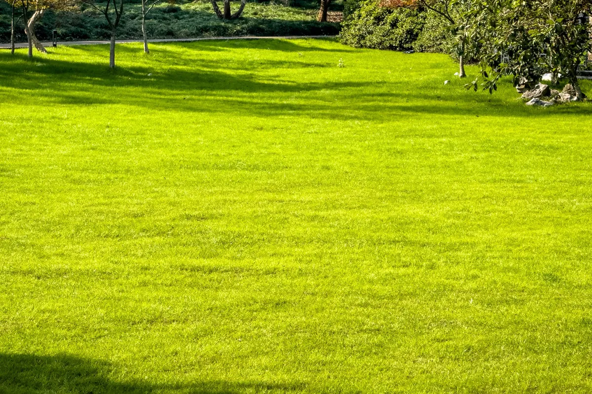 Lush green lawn surrounded by trees, ideal for outdoor activities and a thriving yard.